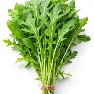 Rucola