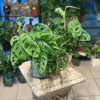 Monstera