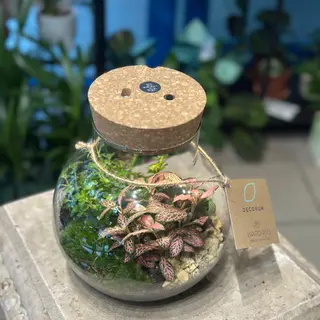 Terariu cu plante si lumini 2