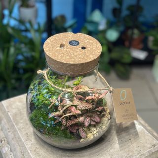 Terariu cu plante si lumini 2