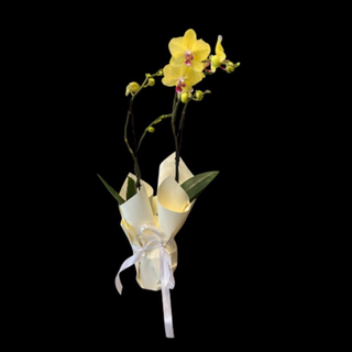 Orhidee Galbena