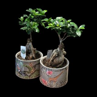 Bonsai Special in vas ceramic