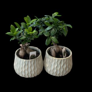 Bonsai in vas deosebit