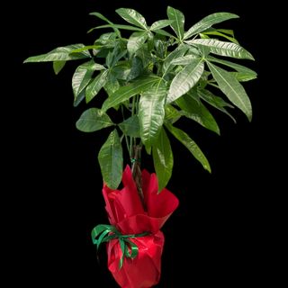 Pachira ( planta banilor)