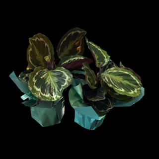 Calathea
