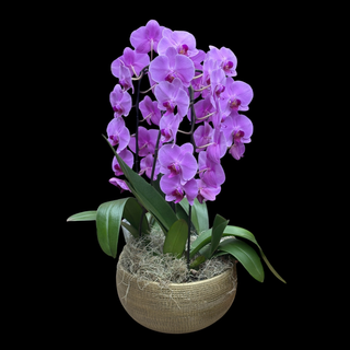Luxury Orchid