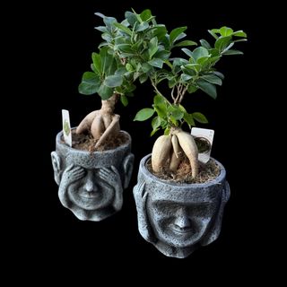Bonsai 3