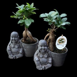 Bonsai Buddha 2