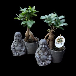 Bonsai Buddha 1