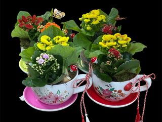 Primavara intr-o ceasca 1