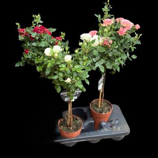 Rosa cu picior