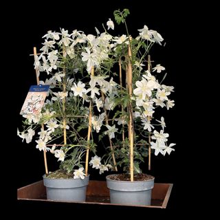 Clematis
