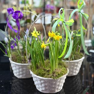 Cosul cu Narcise sau Branduse