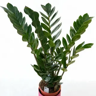 Zamioculcas – Eleganță verde pentru casă sau birou (50–60cm)