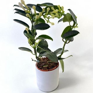 Stephanotis – Planta eleganței delicate, cu flori parfumate