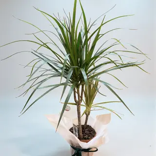 Dracena 80 cm – Stil tropical și prospețime
