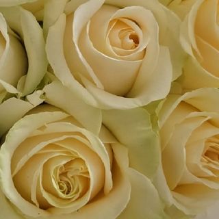 Buchet 7 trandafiri somon 