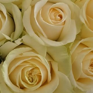 Buchet 11 trandafiri somon 