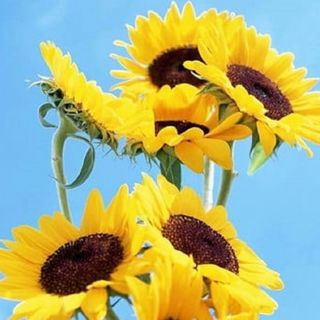 Floarea Soarelui 