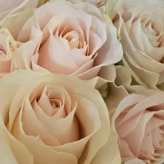 Buchet 5 trandafiri roz 