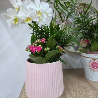 Aranjament plante
