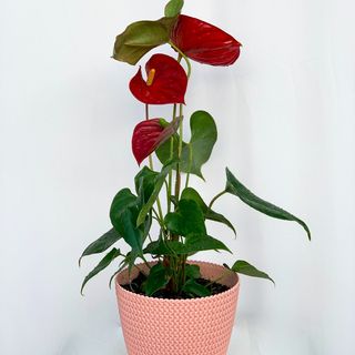Anthurium 