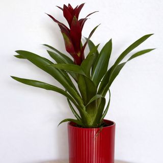 Bromelia