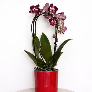 Orhidee phalanopsis cascade, 50 cm