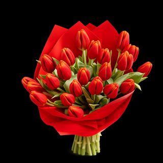 Red tulips