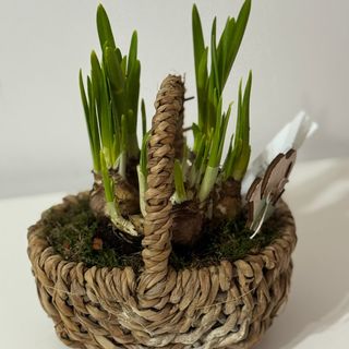 Coșuleț de Primăvară