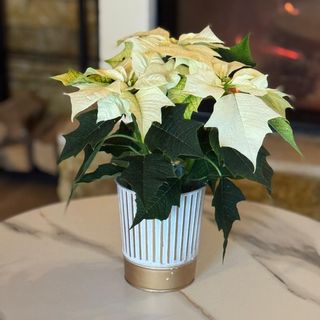 White Christmas Glow