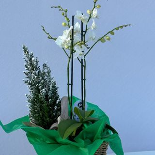 Aranjament Winter White toch