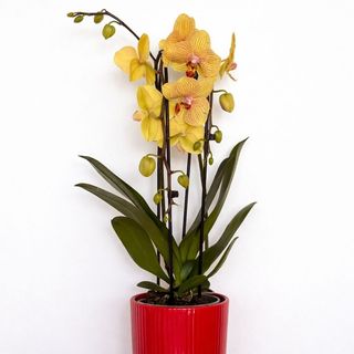 Orhidee phalaenopsis (include ghiveci ceramic)