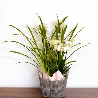 Eleganță Albă – Aranjament cu Orhidee