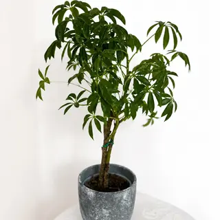 Schefflera în Ghiveci Ceramic Gri