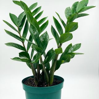 Zamioculcas