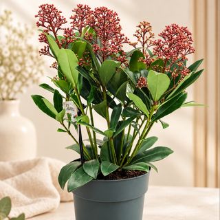 Skimmia Japonica „Autumn Berry” – Planta Toamnei