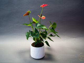 Anthurium 