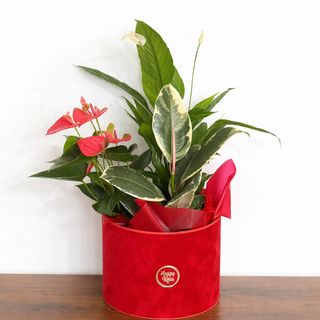 Armonie Tropicală în Cutie Roșie