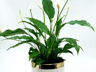 Spathiphyllum- Crinul pacii 60 cm