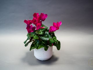 Cyclamen