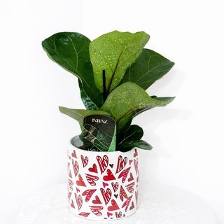 Ficus lyrata bambino in ghiveci ceramic