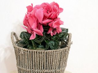 Cyclamen în coș de răchită elegant
