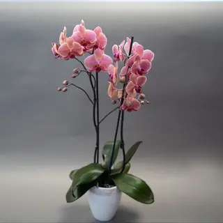 Orhidee Phalaenopsis multiflora