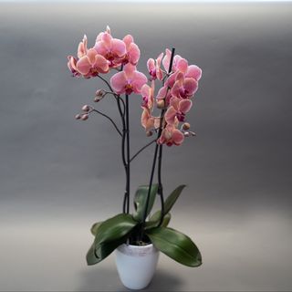 Orhidee Phalaenopsis multiflora