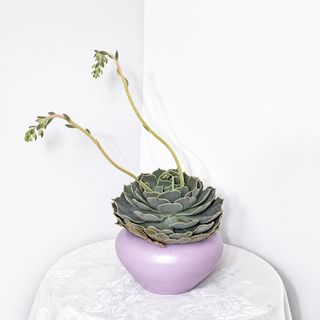Echeveria Pollux în ghiveci ceramic, tehnică manuală