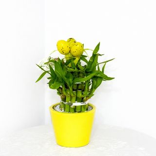 Dracaena Sanderiana (Bamboo norocos)