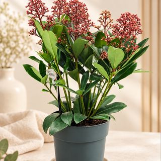 Skimmia Japonica mic