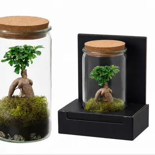 Bonsai în Sticlă