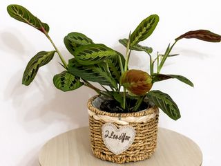 Marantha in cos elegant Zen